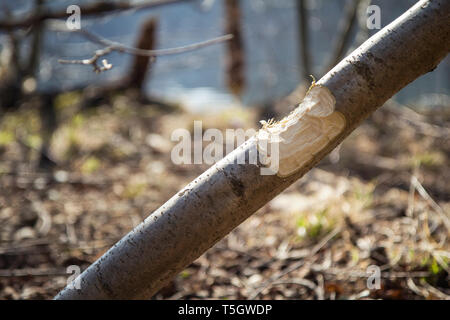 Tronc de l'arbre endommagé par beaver Banque D'Images