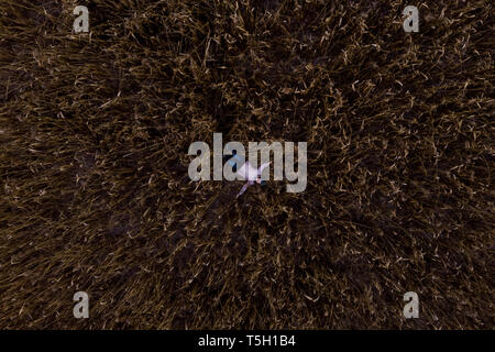 L'Autriche, de Kitzbuehel, woman lying in wheat field, aerial view Banque D'Images