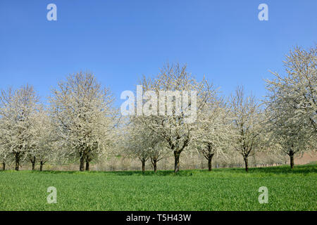 Allemagne, Bade-Wurtemberg, cerisiers à Meadow Banque D'Images