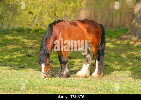 Un cheval sur une laisse, se saisit sur terre, sur le côté de Woodlesford Lock à Leeds Banque D'Images