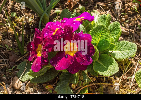 Primevères rose au printemps de plus en plus nord-est de l'Italie. Ils sont de la politique commune de Primula vulgaris variété, également connu sous le nom de primrose, primrose commun ou en anglais Banque D'Images