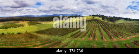 D'interminables rangées de vignes câblé pour soutenir avec des feuilles vertes et de raisins sur un vignoble dans la région de Hunter Valley de l'élaboration du vin en Australie. Banque D'Images