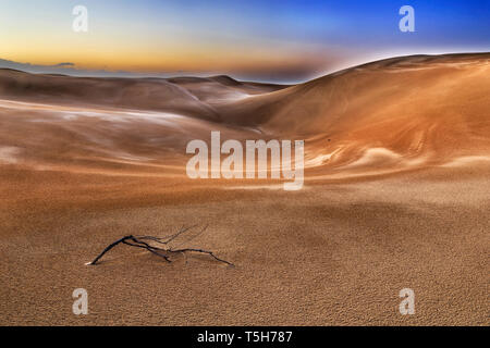 Direction générale de l'arbre sec sans vie sur le sable en partie déserte de dunes de sable de Stockton Beach au lever du soleil dans le cadre de ciel sombre. Banque D'Images