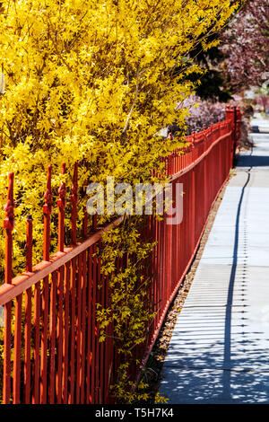 La couleur rougeâtre ; clôture en fer forgé forsythia en fleurs ; bush Salida Colorado ; USA ; Banque D'Images