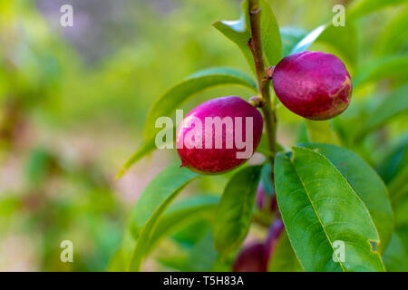 Petits fruits abricots mûrs sur rip au printemps de l'abricotier, de l'agriculture en Grèce Banque D'Images