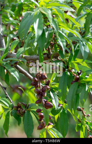 Petits fruits abricots mûrs sur rip au printemps de l'abricotier, de l'agriculture en Grèce Banque D'Images