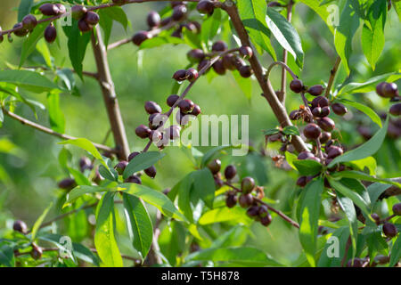 Petits fruits abricots mûrs sur rip au printemps de l'abricotier, de l'agriculture en Grèce Banque D'Images