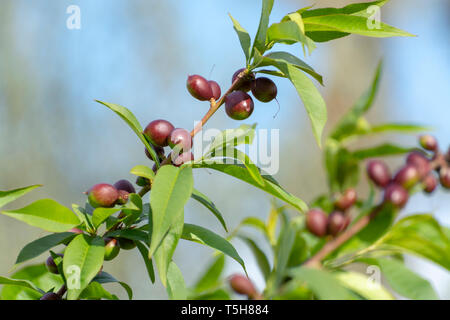 Petits fruits abricots mûrs sur rip au printemps de l'abricotier, de l'agriculture en Grèce Banque D'Images