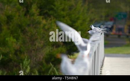 Illustration de la sterne commune atterrissage sur bridge railing Banque D'Images