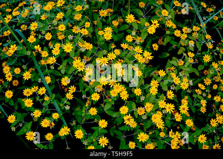 De petites fleurs jaunes, field marigold ou tournesols mexicains Banque D'Images