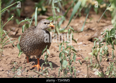 Natalfrankolin / Natal / Francolin Francolinus natalensis Banque D'Images