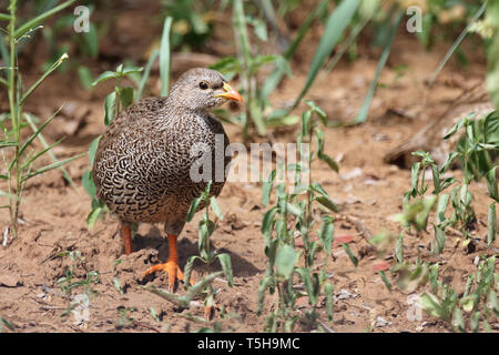 Natalfrankolin / Natal / Francolin Francolinus natalensis Banque D'Images