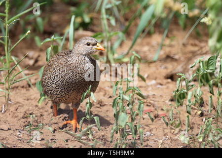 Natalfrankolin / Natal / Francolin Francolinus natalensis Banque D'Images