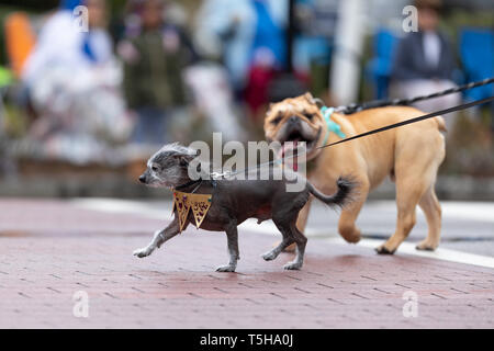 Wilmington, North Carolina, USA - 6 Avril 2019 : La Caroline du Festival des azalées, les propriétaires à marcher avec leurs chiens pendant la parade Banque D'Images