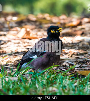 Myna promenade dans le parc des oiseaux Banque D'Images