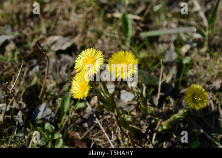 Fleurs de tussilage (Tussilago farfara) au printemps allumé par Sun Banque D'Images