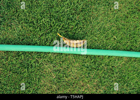 Un flexible vert couché sur le sol herbeux, un proche de l'image d'un tuyau de jardin, tuyau de caoutchouc pour l'arrosage des plantes du jardin.L'image en haute résolution galler Banque D'Images