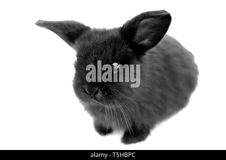 Lapin noir sur fond blanc cloes, rongeurs accueil Banque D'Images