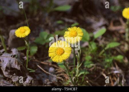 Tussilage, médicinales, fleurs au printemps .fleur jaune au début du printemps . Banque D'Images