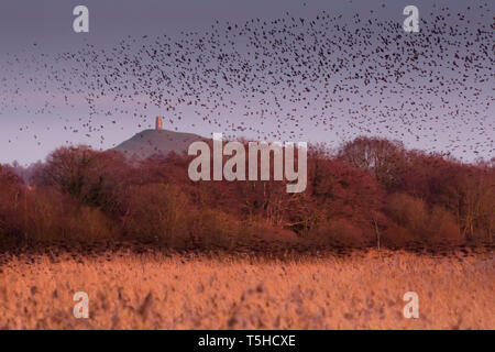 Starling Murmuration avec Tor de Glastonbury Banque D'Images