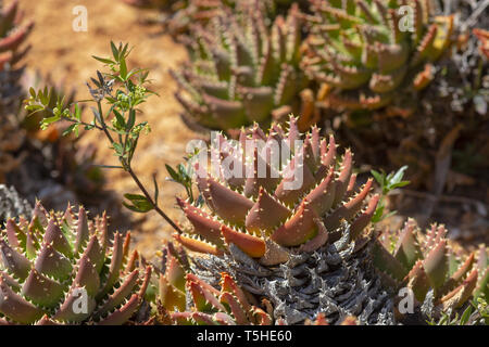 Cactus épineux de pointes et peu de fruits contre le ciel bleu Banque D'Images