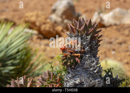 Cactus épineux de pointes et peu de fruits contre le ciel bleu Banque D'Images