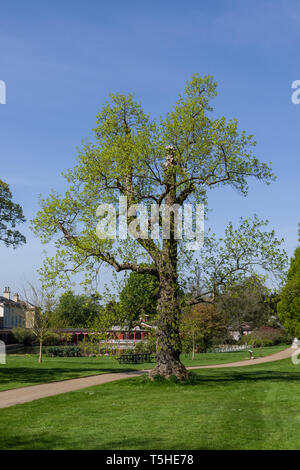 Tulip Tree, Liviodendron tulipifera, au printemps, Woburn Abbey Gardens, Bedfordshire, Royaume-Uni Banque D'Images