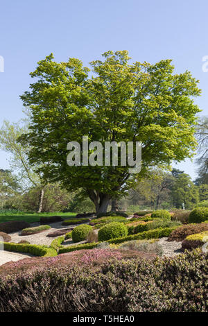 Acer palmatum tree in spring, Woburn Abbey Gardens, Bedfordshire, Royaume-Uni Banque D'Images