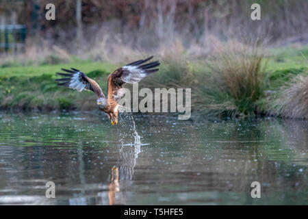 Le milan royal (Milvus milvus) en prenant une truite d'un lac dans la région de Rutland, UK Banque D'Images