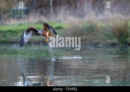 Le milan royal (Milvus milvus) en prenant une truite d'un lac dans la région de Rutland, UK Banque D'Images