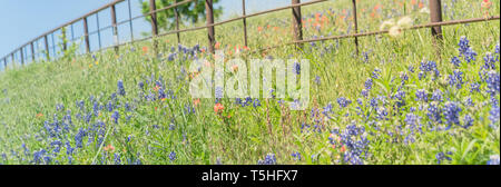 Vue panoramique indian paintbrush et blooming Bluebonnet le long de old metal fence Banque D'Images