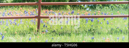 Vue panoramique indian paintbrush et blooming Bluebonnet le long de old metal fence Banque D'Images