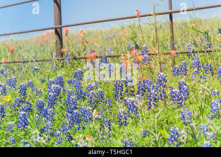 Indian Paintbrush et blooming Bluebonnet le long de old metal fence Banque D'Images