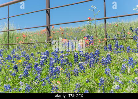 Indian Paintbrush et blooming Bluebonnet le long de old metal fence Banque D'Images