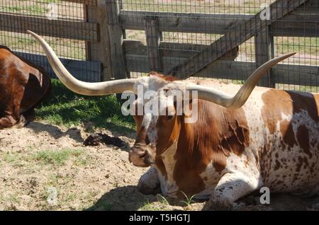 Dans le Texas Longhorn Fort Worth Stockyards. Banque D'Images
