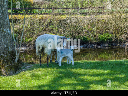 Brebis et agneaux près de Staveley Lake District Cumbria Banque D'Images