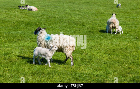 Le temps de l'agnelage dans la vallée de Kentmere Lake District National Park Cumbria sur une journée de printemps ensoleillée Banque D'Images