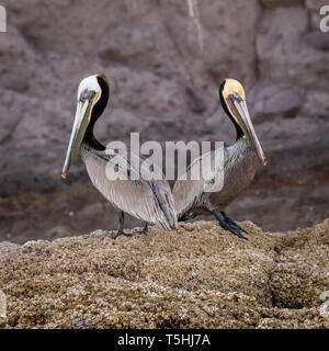 Deux Le Pélican brun (Pelecanus occidentalis) en plumage nuptial debout devant une falaise rocheuse sur la côte de Baja California, au Mexique. Banque D'Images