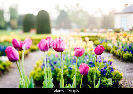 Tulipes au printemps en fleurs fraîches couvertes d'eau de pluie et l'eau dans le jardin de luxe jardin parc sprinkleur - beau bokeh Tilt-shift de l'objectif utilisé pour prendre cette photo Banque D'Images