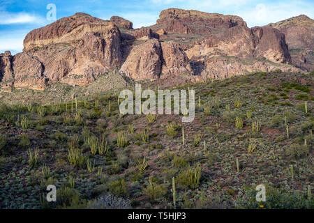 Tuyau d'orgue de cactus poussent le long de la montagne Ajo dur dans le désert de Sonora en Arizona dans le Monument National Banque D'Images