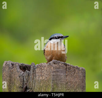 Sittelle, At, Carr, Moulin, barrage Banque D'Images