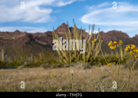 Tuyau d'orgue Monument National Cactus désert jaune - mourir les fleurs sauvages, prêt à aller aux semences, en face d'une de-organe ciblé cactus tuyau Banque D'Images