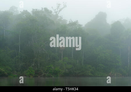 Brouillard dans le parc national Yasuní. Bassin de l'amazone représentent les pays du Brésil, Bolivie, Colombie, Équateur, Guyana, Suriname, au Pérou et au Venezuela. Banque D'Images