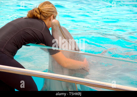 Une femelle grand dauphin en étreignant un formateur à la Texas State Aquarium's dolphin show à Corpus Christi, Texas USA. Banque D'Images