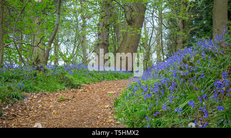UK paysage de forêts Worcestershire la capture du tapis bleu fleurs de printemps : common bluebells (Hyacinthoides non-scripta). Banque D'Images