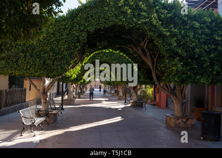 Figuier tunnel topiaire sur un pedestrial street à Loreto, Mexique. Banque D'Images