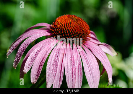 Fleur d'échinacée Banque D'Images