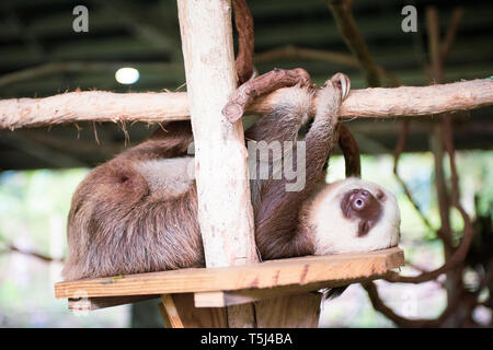 Réserver Gamboa Rainforest au Canal de Panama Sloth Sanctuary, Parc National de Soberania, Panamá Banque D'Images