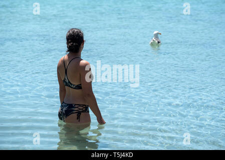 Recherche Femme à Gull, parc national de Loreto, Baja California Sur, au Mexique. Banque D'Images