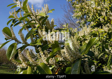 Fleurs du Laurier portugais Evergreen - Prunus lusitanica Portugal Laurel Banque D'Images